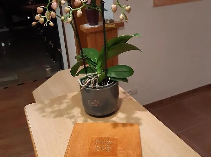 Hotel Bruno - In - Out